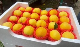 吃瓜赏花图片大全,吃瓜赏花，尽享田园风光