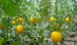 梦见吃鲜瓜好吗,梦见吃鲜瓜预示着什么？