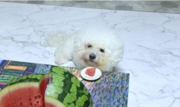 吃瓜狗狗泰迪,揭秘宠物界的“网红”生活