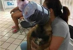 宠物医院吃瓜,宠物医院里的那些“吃瓜”趣事