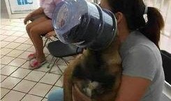 宠物医院吃瓜,宠物医院里的那些“吃瓜”趣事