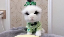 大熊吃瓜日记,揭秘娱乐圈幕后故事