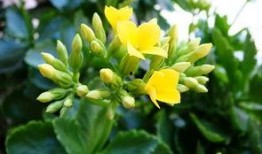 吃瓜迎春,揭秘新春佳节里的美食盛宴