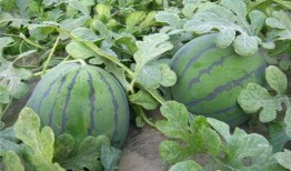 梦见在瓜地吃瓜怎么回事