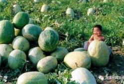 山东医专吃瓜,校园风云背后的真相揭秘