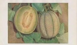 天天吃蜜瓜好吗,健康生活新选择