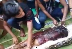 吃瓜视频解剖,一场视觉盛宴的解剖之旅