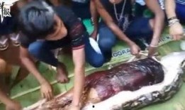 吃瓜视频解剖,一场视觉盛宴的解剖之旅