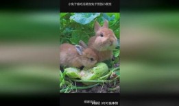 吃瓜兔兔,揭秘娱乐圈那些不为人知的幕后故事