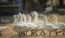 吃瓜群鸭视频,欢乐无限，一幕幕温馨瞬间