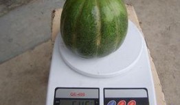 青皮绿肉瓜孕妇吃,青皮绿肉瓜孕妇食用指南