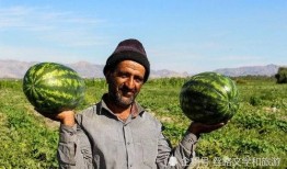 伊朗人吃瓜,探寻波斯美食的独特魅力