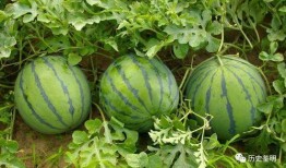 出门吃瓜,品味人间烟火气