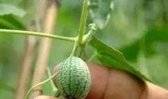 有没有吃的瓜,揭秘美食瓜果的诱惑与魅力