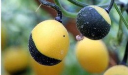 吊瓜怎么吃才减肥,美味与瘦身两不误的食用指南