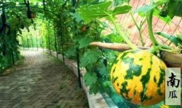 有趣的吃瓜剧情,一场爆笑的吃瓜大作战