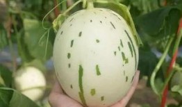 吃流星蜜瓜,探寻流星蜜瓜的独特魅力