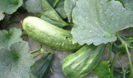 酥瓜连皮吃吗,营养与口感的双重享受