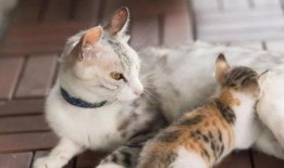 母猫吃瓜,瓜果飘香中的悠闲时光