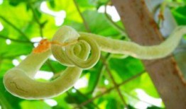 蛇瓜怎么蛇瓜怎么么吃,探索蛇瓜的烹饪艺术