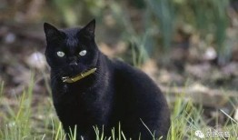 黑猫吃女孩的瓜,揭开女孩失踪之谜的惊悚真相
