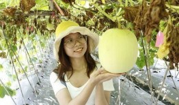 佛山瓜怎么切块吃