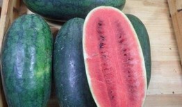 山东医专吃瓜,校园风云背后的真相揭秘