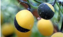 秋天吊瓜怎么吃最好,解锁吊瓜的多彩食法