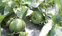 齐瓜可以吃吗,美味可口的天然美食，你敢尝试吗？