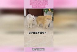 母猫吃瓜,瓜果飘香中的悠闲时光