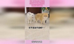 母猫吃瓜,瓜果飘香中的悠闲时光