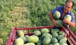 吃瓜和被吃瓜的区别,两种视角下的社会现象解析