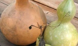 葫芦瓜尖怎么吃,探索健康美味的烹饪新境界