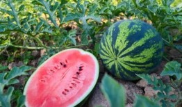 泌阳吃瓜,探寻当地特色美食之旅