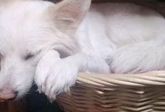 吃瓜声音声控,揭秘娱乐圈幕后风云