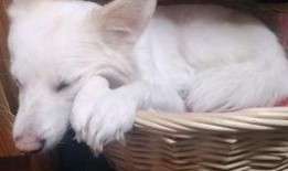 吃瓜声音声控,揭秘娱乐圈幕后风云