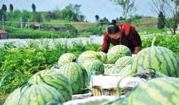 朝阳热心市民吃瓜,揭秘社区生活点滴