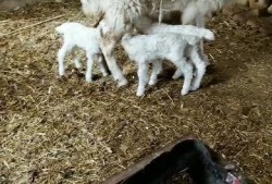 小羊崽吃瓜切片