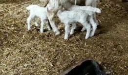 小羊崽吃瓜切片