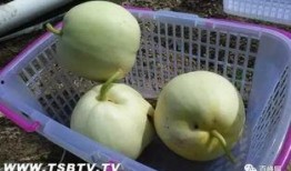 剪刀吃瓜,揭秘剪刀吃瓜的独特魅力