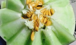 吃流星蜜瓜,探寻流星蜜瓜的独特魅力