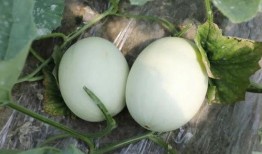 齐瓜可以吃吗,美味可口的天然美食，你敢尝试吗？