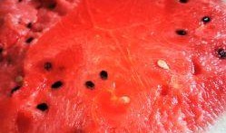 西瓜用户吃瓜,揭秘西瓜用户吃瓜背后的故事