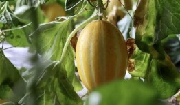 快乐吃瓜421,揭秘娱乐圈的欢乐瞬间