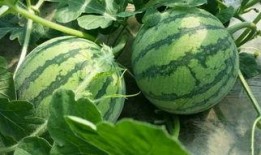 上海陈学姐吃瓜,揭秘网络舆论背后的真相