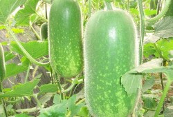 吃瓜反被瓜咬案例,揭秘网络谣言背后的真相