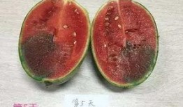 吃瓜长知识捷克,揭秘捷克的历史与文化