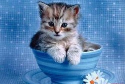 小猫吃饼瓜,趣味横生的美食冒险之旅