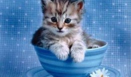 小猫吃饼瓜,趣味横生的美食冒险之旅