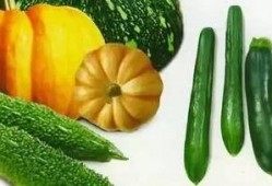 天津融媒体吃瓜,揭秘吃瓜群众的网络狂欢